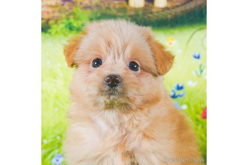 成約済の茨城県のポメプー:ポメラニアン×トイプードル-283239の1枚目