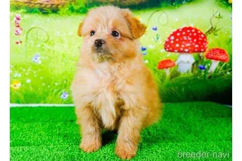 成約済の茨城県のポメプー:ポメラニアン×トイプードル-283239の4枚目