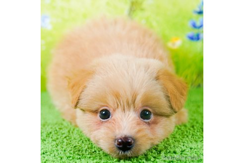 成約済の茨城県のポメプー:ポメラニアン×トイプードル-283239の5枚目