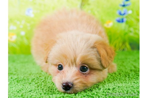 成約済の茨城県のポメプー:ポメラニアン×トイプードル-283239の2枚目