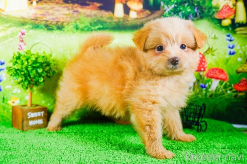 成約済の茨城県のポメプー:ポメラニアン×トイプードル-283239の3枚目