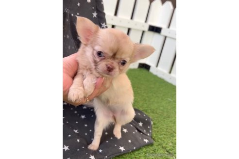 成約済の福岡県のチワワ(ロングコート)-281198の10枚目