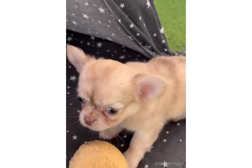 成約済の福岡県のチワワ(ロングコート)-281198の11枚目