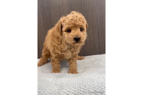 成約済の福岡県のトイプードル-283253の5枚目