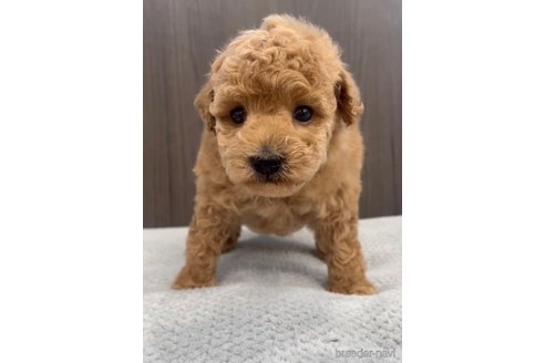 成約済の福岡県のトイプードル-283253の2枚目