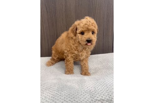 成約済の福岡県のトイプードル-283253の4枚目