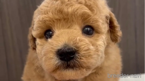 成約済の福岡県のトイプードル-283253