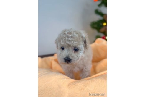 成約済の福岡県のトイプードル-283256の7枚目