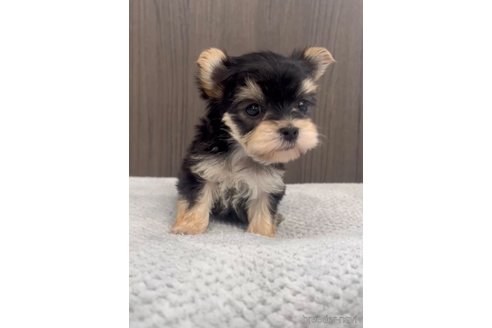 成約済の福岡県のマルキー:マルチーズ×ヨークシャーテリア-283261の4枚目