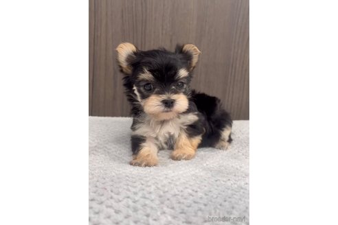 成約済の福岡県のマルキー:マルチーズ×ヨークシャーテリア-283261の5枚目