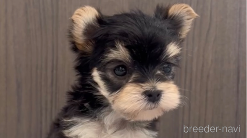 成約済の福岡県のマルキー:マルチーズ×ヨークシャーテリア-283261の2枚目