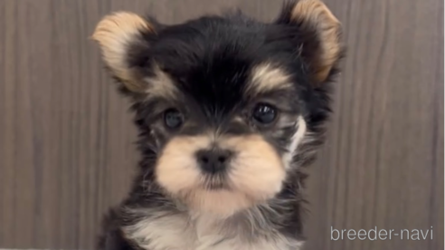 成約済の福岡県のマルキー:マルチーズ×ヨークシャーテリア-283261の1枚目