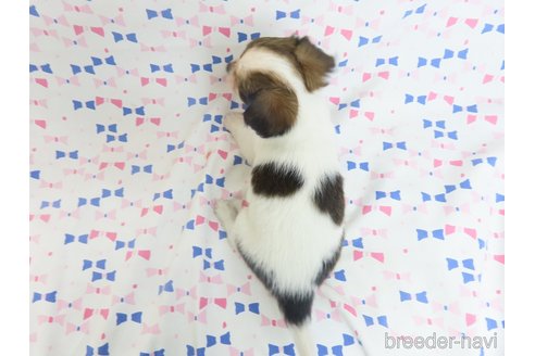 成約済の千葉県のミックス犬-281409の20枚目