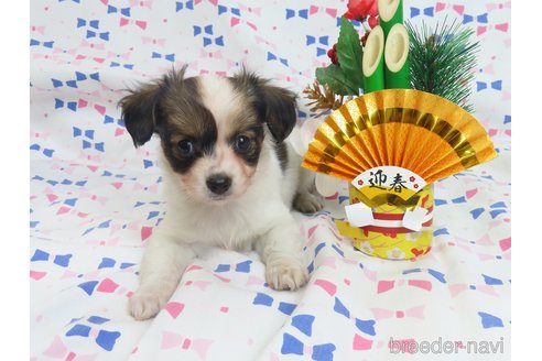 成約済の千葉県のミックス犬-281409の18枚目