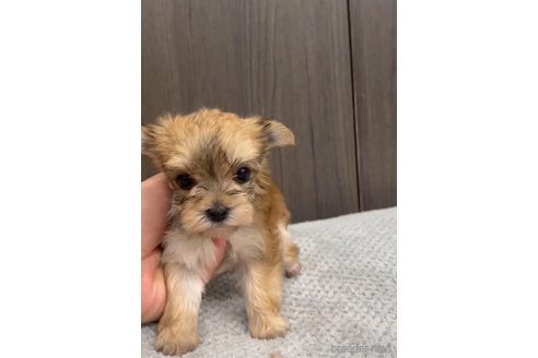 成約済の福岡県のマルキー:マルチーズ×ヨークシャーテリア-283271の2枚目