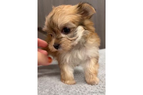 成約済の福岡県のマルキー:マルチーズ×ヨークシャーテリア-283271の3枚目