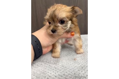 成約済の福岡県のマルキー:マルチーズ×ヨークシャーテリア-283271の4枚目