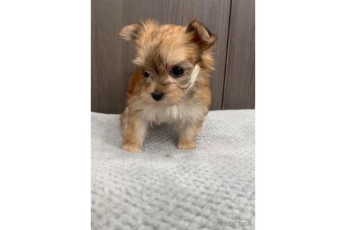 成約済の福岡県のマルキー:マルチーズ×ヨークシャーテリア-283271の5枚目