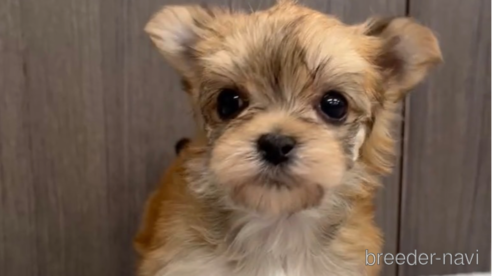 成約済の福岡県のマルキー:マルチーズ×ヨークシャーテリア-283271の1枚目