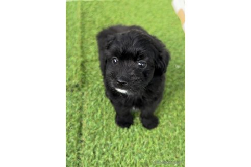 成約済の福岡県のチワプー:チワワ×トイプードル-282006の5枚目