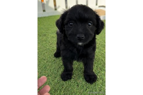 成約済の福岡県のチワプー:チワワ×トイプードル-281996の8枚目