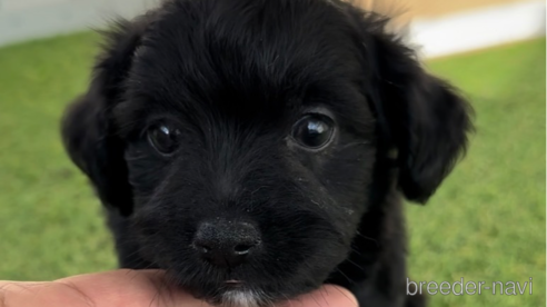 成約済の福岡県のチワプー:チワワ×トイプードル-281996の5枚目