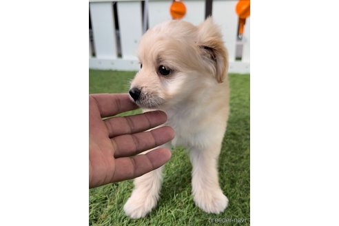 成約済の福岡県のチワプー:チワワ×トイプードル-281993の2枚目