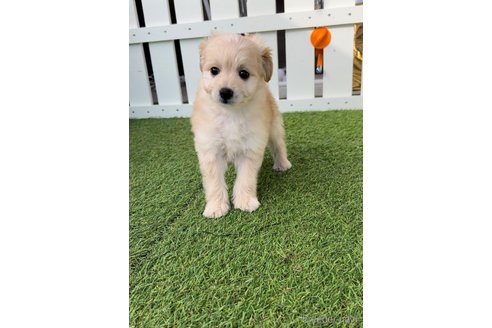 成約済の福岡県のチワプー:チワワ×トイプードル-281993の3枚目