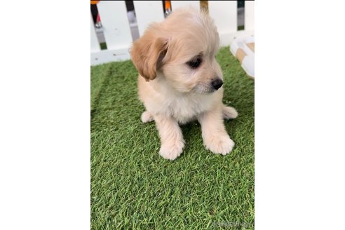 成約済の福岡県のチワプー:チワワ×トイプードル-281993の4枚目