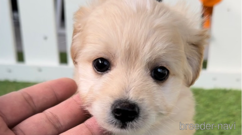 成約済の福岡県のチワプー:チワワ×トイプードル-281993