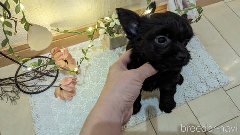 成約済の広島県のチワプー:チワワ×トイプードル-281649の38枚目