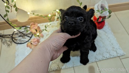 成約済の広島県のチワプー:チワワ×トイプードル-281649の38枚目