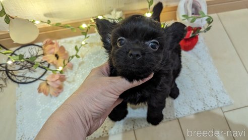 成約済の広島県のチワプー:チワワ×トイプードル-281649の36枚目