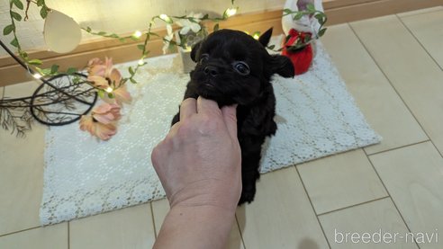 成約済の広島県のチワプー:チワワ×トイプードル-281646の41枚目