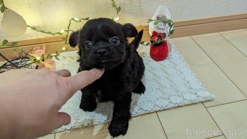 成約済の広島県のチワプー:チワワ×トイプードル-281646の42枚目