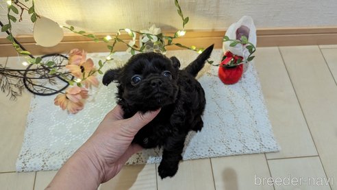 成約済の広島県のチワプー:チワワ×トイプードル-281646の40枚目