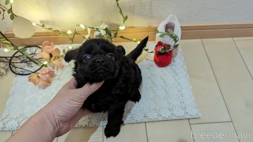 成約済の広島県のチワプー:チワワ×トイプードル-281646の38枚目