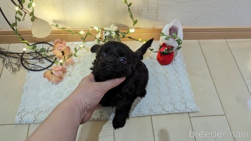 成約済の広島県のチワプー:チワワ×トイプードル-281646の32枚目