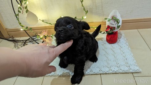 成約済の広島県のチワプー:チワワ×トイプードル-281646の31枚目