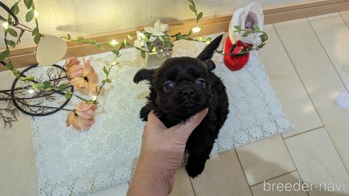成約済の広島県のチワプー:チワワ×トイプードル-281646の29枚目