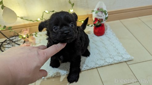 成約済の広島県のチワプー:チワワ×トイプードル-281646の25枚目