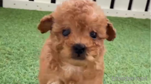 成約済の福岡県のトイプードル-283296の8枚目