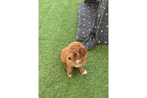 成約済の福岡県のトイプードル-283297の10枚目