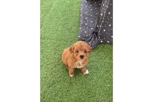 成約済の福岡県のトイプードル-283297の11枚目