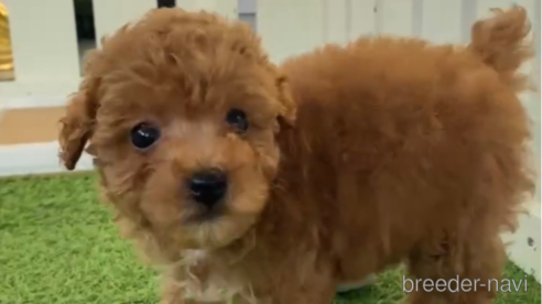 成約済の福岡県のトイプードル-283297の9枚目