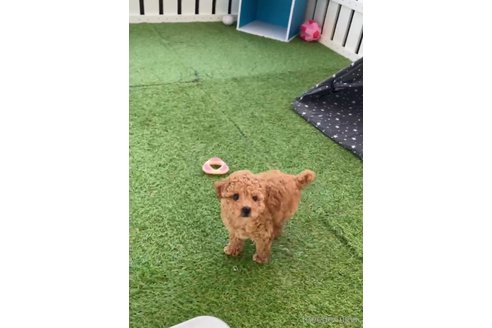 成約済の福岡県のトイプードル-283298の10枚目