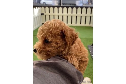 成約済の福岡県のトイプードル-283298の9枚目