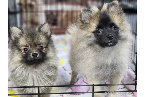成約済の宮城県のミックス犬-281449の5枚目