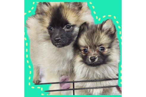 成約済の宮城県のミックス犬-281448の7枚目