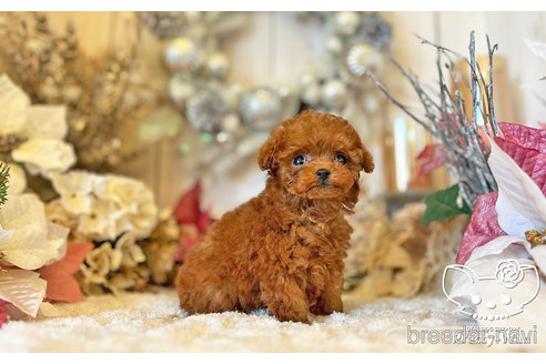 成約済の愛知県のタイニープードル-283332の2枚目